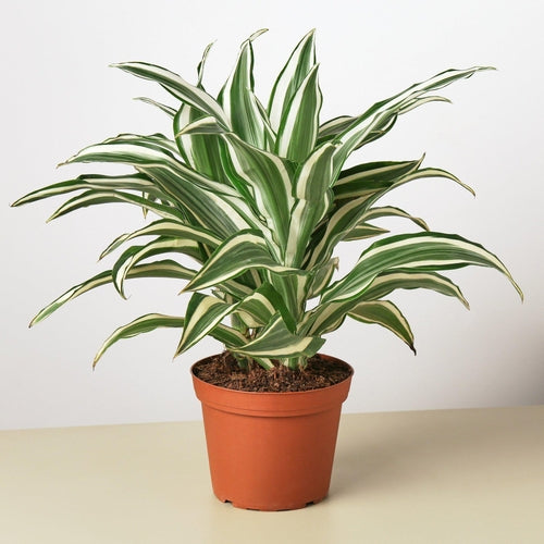 Dracaena 'Warneckii White Jewel'